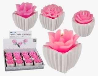 Garden Roses #9208754