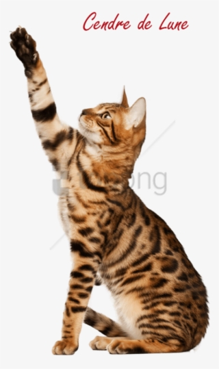 Free Png Download Bengal Cat Pro Png Images Background - Cute Short Hair Cat Breed #9209956
