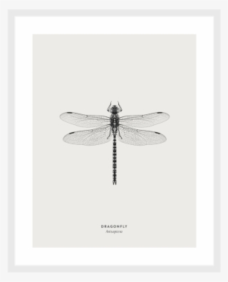 Dragonfly Framed Art Print - Net-winged Insects #9215300