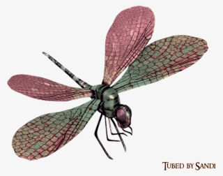 Net-winged Insects #9215351