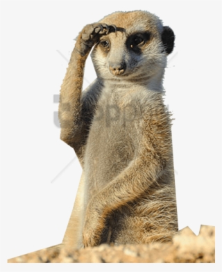 Free Png Suricato Png Image With Transparent Background - Funny Animals #9217559