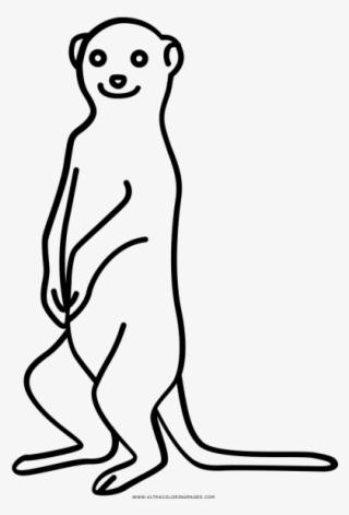 Meerkat Coloring Page - Meerkat Line Drawing #9217584