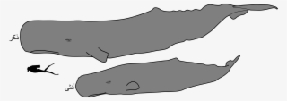 Sperm Whale Male And Female Size-ar - Sperm Whale Male And Female #9217977