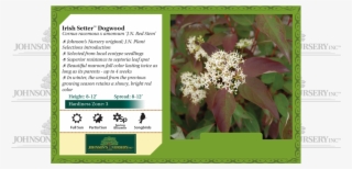 Dogwood With Red Berries - Evergreen Rose #9225619