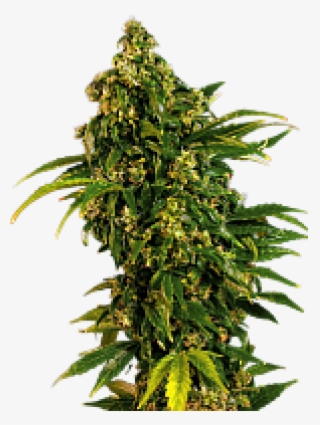 Feminizadas De Semillas Marihuana - Critical Mass Automatic #9226599