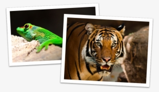 What Are You Waiting For Sign Up Today - Tigre E Panda #9226660