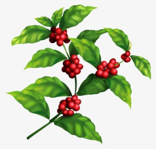Coffee Plant Clipart Chocolate Tree - Coffee Tree Png #9226834