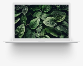 What Makes Us Different - Green Leaves With Water Drops #9228209