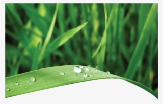 My The Microbes Be With You - Intermolecular Forces In Real Life #9230233