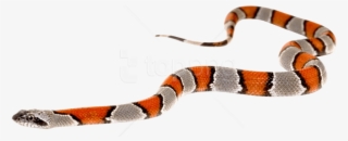 Free Png Download Snake Png Images Background Png Images - Snake Slither Png #9230350
