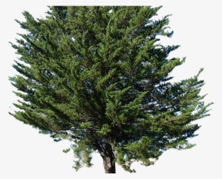 Tree Transparent Background - Pine Tree Alpha #9231511
