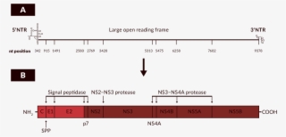 A) Nucleotide Positions Correspond To The Hcv Strain - Diagram #9232106