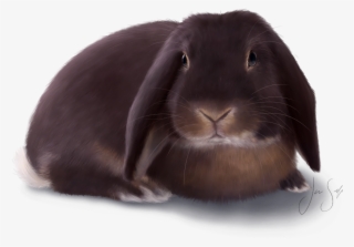 Klikkaamalla Kuvaa Näet Sen Suurempana ↑ Blogin Ensimmäisen - Domestic Rabbit #9232588