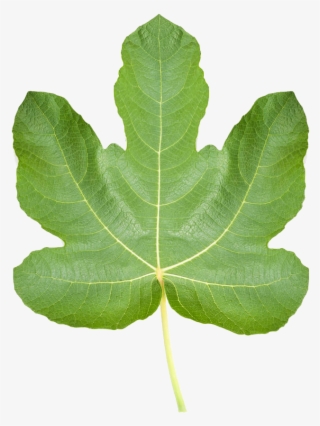 Common Ficus Pumila Leaf Stock Photography Realistic - Common Fig #9236247
