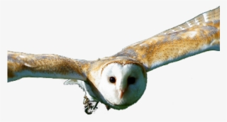 Screech Owl #9236743