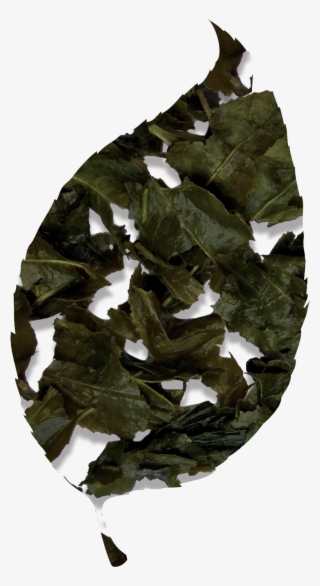 Bancha Green Tea - Oak #9236944