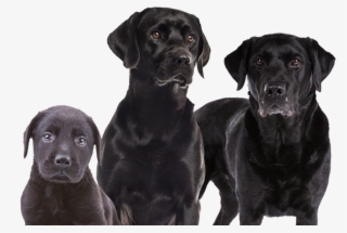 Dog & Cat Feed - Labrador Retriever #9237648