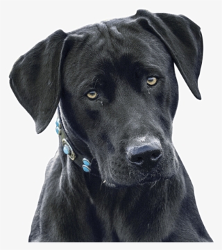 Blue Lacy Texas Puppies Dogs Search - Labrador Retriever #9237697