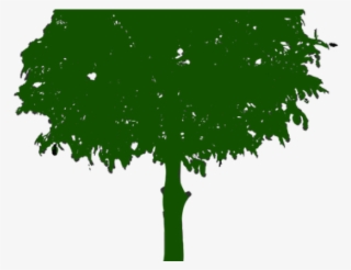 Branch Clipart Tree Limb - Clip Art #9239487