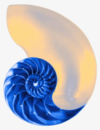 How To Tell A Fib - Concha De Nautilo #9239656