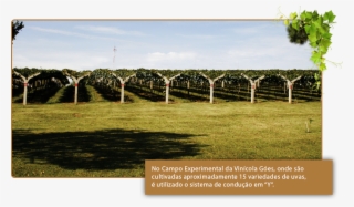 Type Of Soil - Tree #9239751