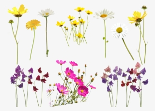 Flower Overlay Png - Free Flower Overlays For Photoshop #9239758