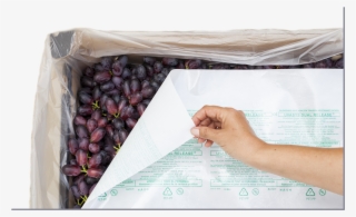 Uvasys Emailing I2 - Gill Ambler #9239799