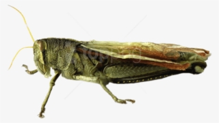 Free Png Download Grasshopper Png Images Background - Belalang Png #9242285