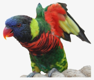 Laminated Poster Isolated Feather Tropics Parrot Bird - นก แก้ว Png #9243327 Laminated Poster Isolated Feather Tropics Parrot Bird - นก แก้ว Png #9243327