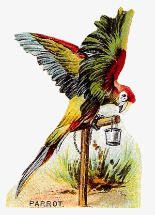 The Second Digital Bird Clip Art Is Of A Gorgeous Macaw #9243385