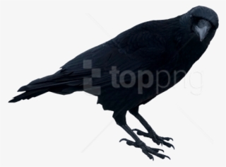 Free Png Download Black Crow Standing Png Images Background #9244856