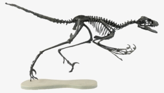 Bambiraptor Front View - Bambiraptor Skeleton #9247836