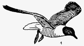 This Free Icons Png Design Of Laughing Gulls #9248136