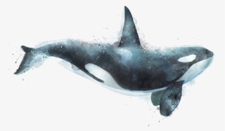 Killer Canvas Art Painting Printmaking Orca Transprent - Transparent Background Orca Whale Png #9248641