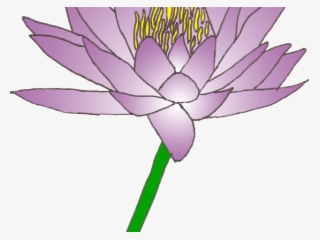 Water Lily Clipart Lily Pad - Sacred Lotus #9249317