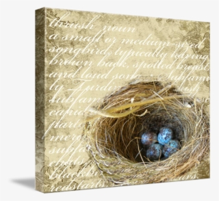 Discover Ideas About Bird Nests - Nest #9249473