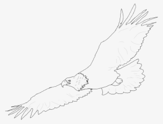 Eagle In Flight Drawing At Getdrawings - Sketch #9249476