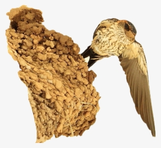 Nest Png No Background - Seabird #9249522