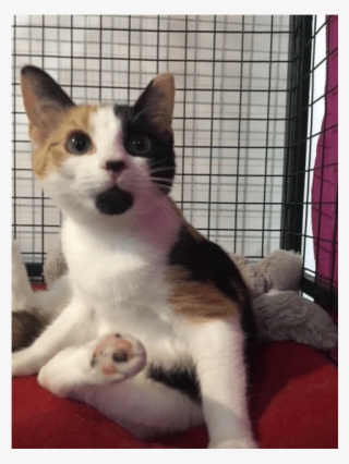 Photo Of Nala - Squitten #9250278