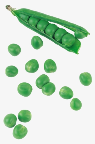 Green Pea - Snow Peas #9251039