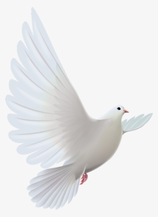 #mq #white #dove #bird #birds - Sorry To Hear About Your Loss Bro #9251338
