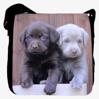 Labrador, Bag Medium - Labrador Grigio Cucciolo #9251484