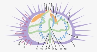 Sea Urchin Anatomy - Anatomy #9251804