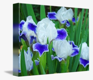 Floral Art Prints Blue Irises By Baslee - Orris Root #9251895