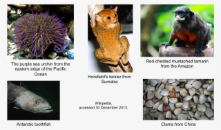 Addgenezoo - Sea Urchin #9251931