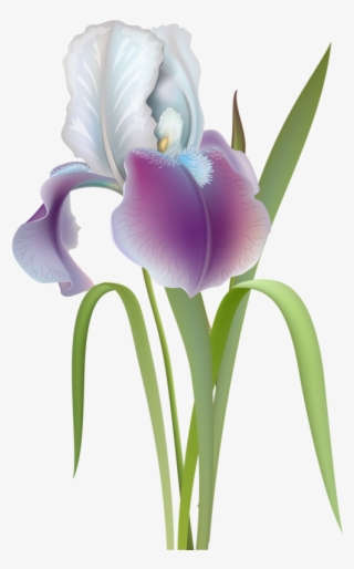 Фото, Автор Soloveika На Яндекс - Ирис Цветок Вектор #9251934