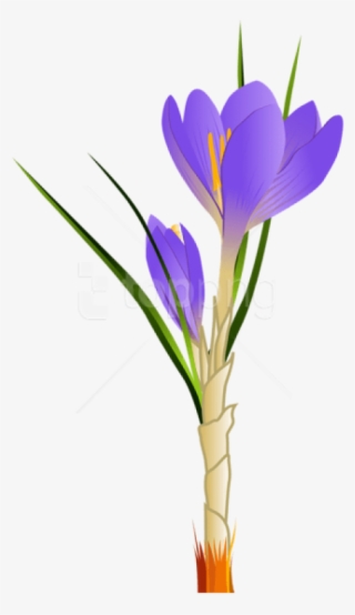 Free Png Spring Crocuspicture Png Images Transparent - Crocus Clipart #9252011