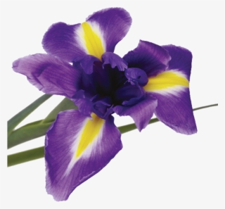 Origin - Iris Versicolor #9252042