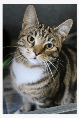 Photo Of Turnip - Tabby Cat #9253033