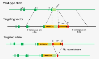 B Ncr1 Icre Mice - Diagram #9254051